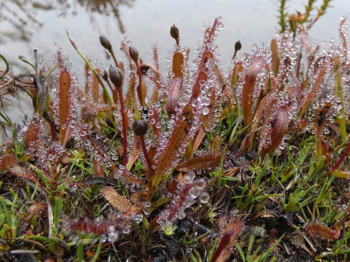 Drosera arcturi