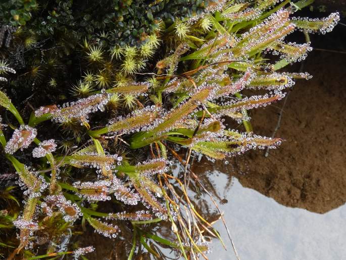 Drosera arcturi