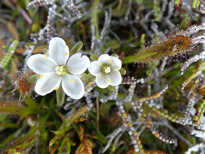 Drosera arcturi