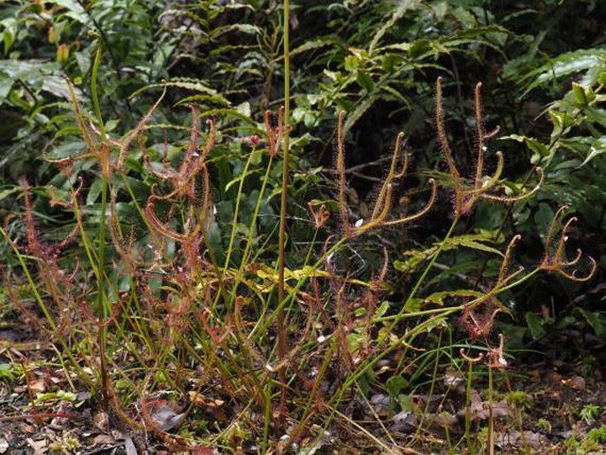 Drosera binata