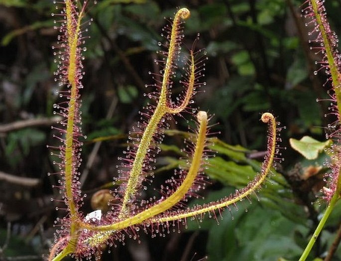 Drosera binata