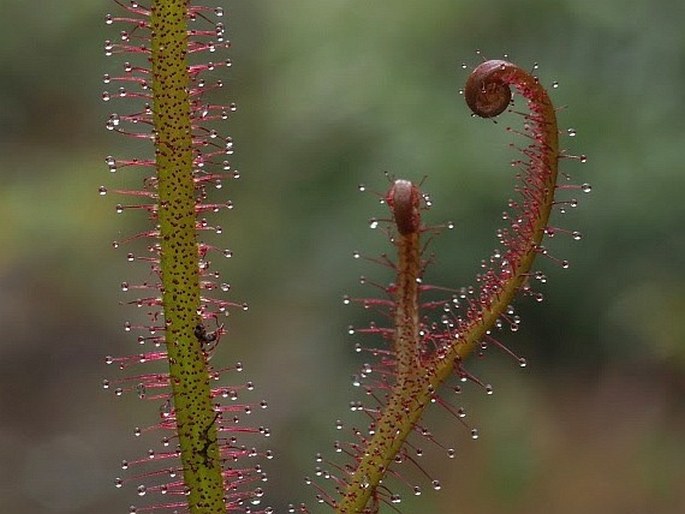 Drosera binata