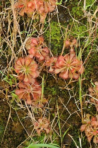 Drosera spatulata