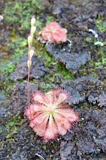 Drosera spatulata