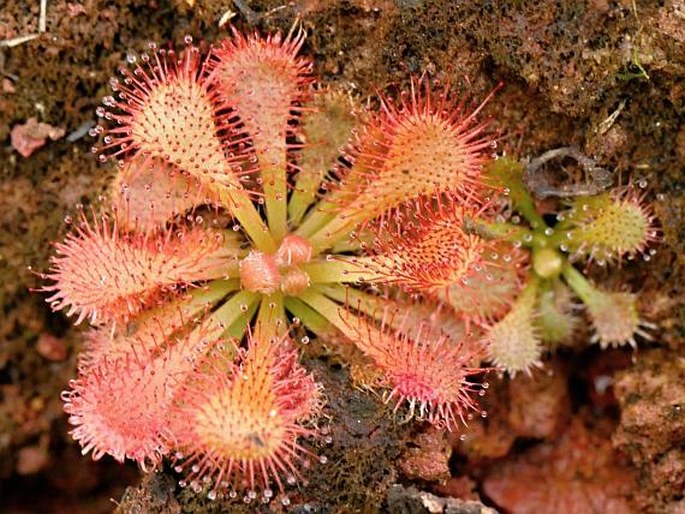 Drosera spatulata