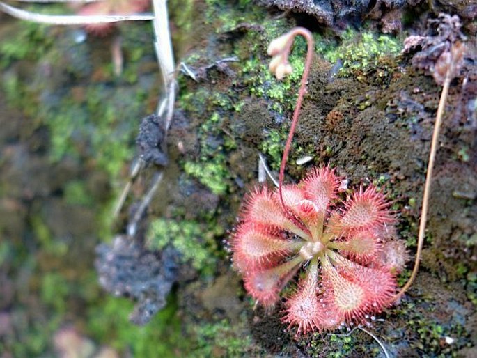 Drosera spatulata