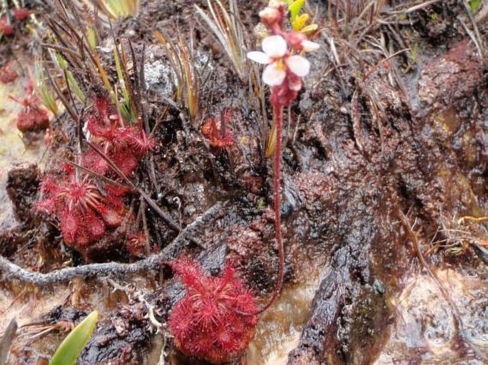 Drosera roraimae