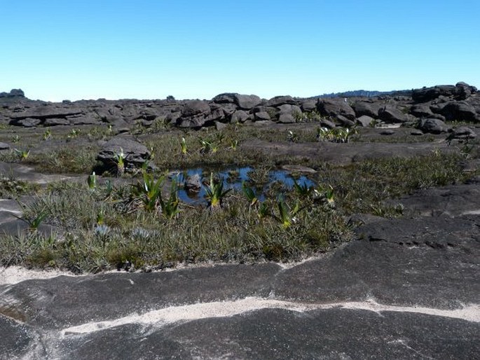 Drosera roraimae