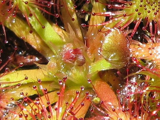 Drosera spatulata