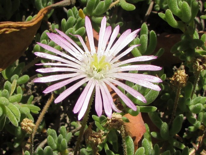 Drosanthemum hispidum