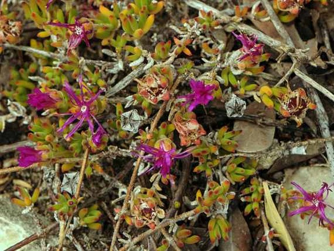 DROSANTHEMUM INTERMEDIUM L. Bolus