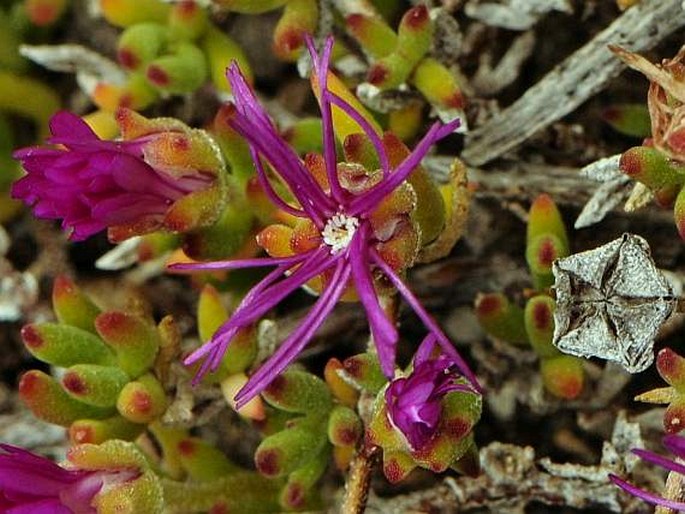 Drosanthemum intermedium