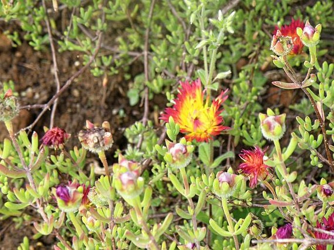 Drosanthemum speciosum