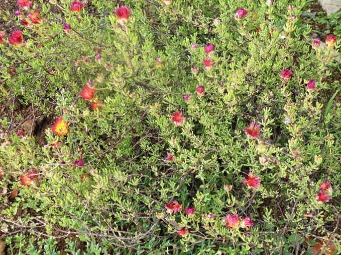 Drosanthemum speciosum