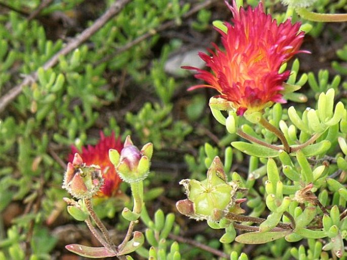 Drosanthemum speciosum