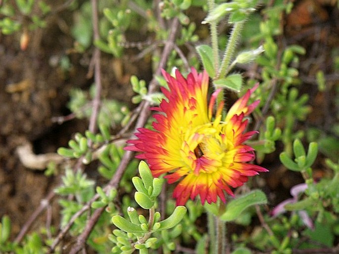 DROSANTHEMUM SPECIOSUM (Haw.) Schwantes