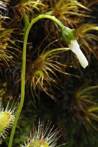 Drosera stenopetala