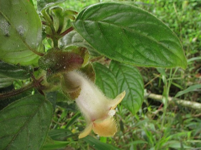 Drymonia alloplectoides