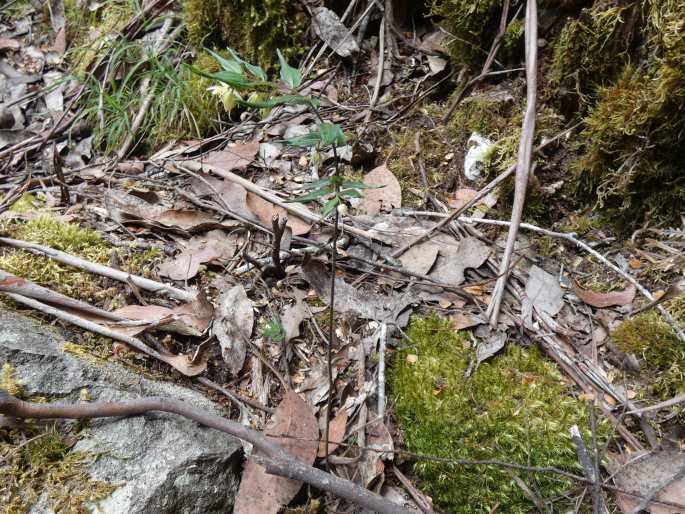 Drymophila cyanocarpa