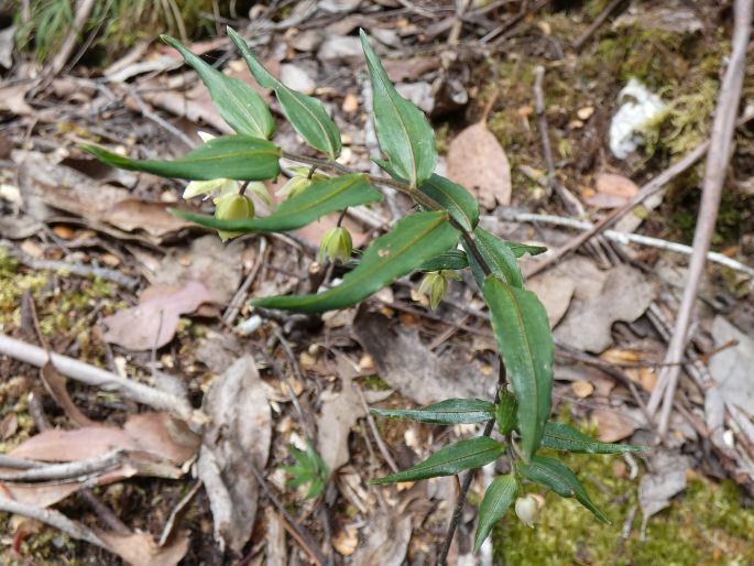 Drymophila cyanocarpa