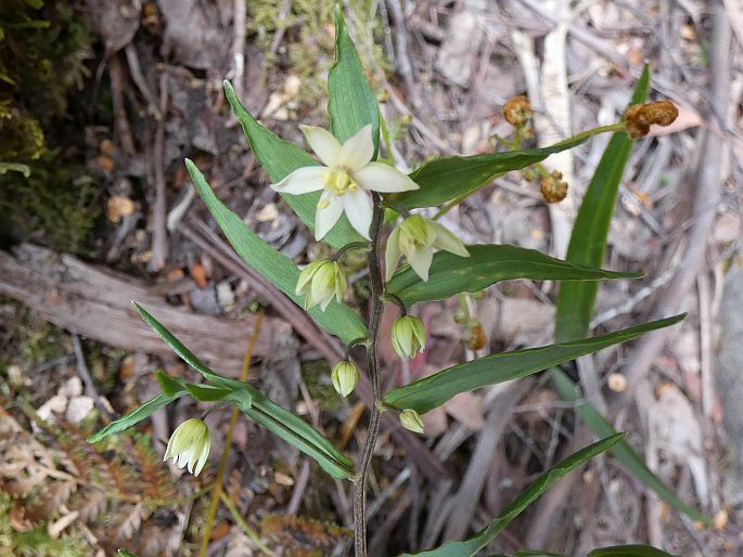 Drymophila cyanocarpa