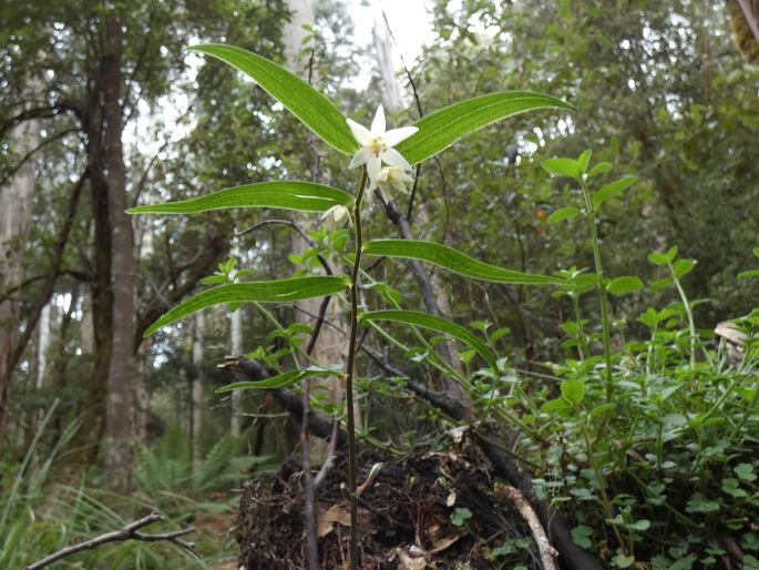 Drymophila cyanocarpa