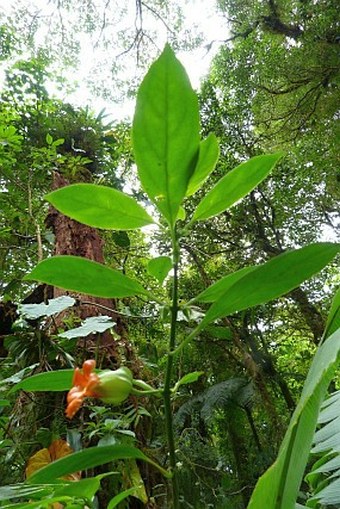 Drymonia rubra