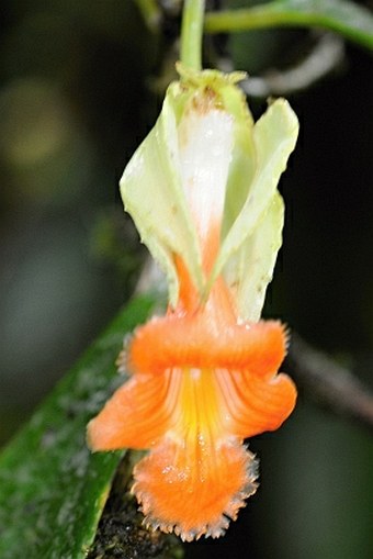 Drymonia rubra