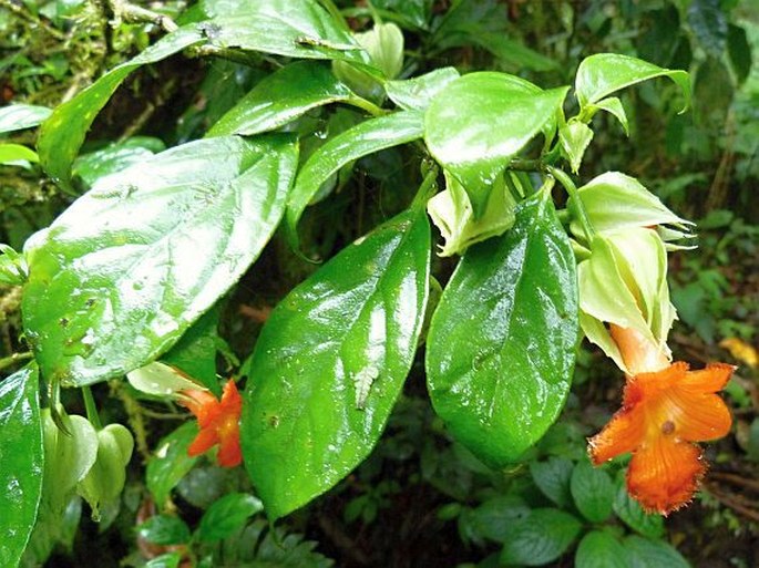 Drymonia rubra