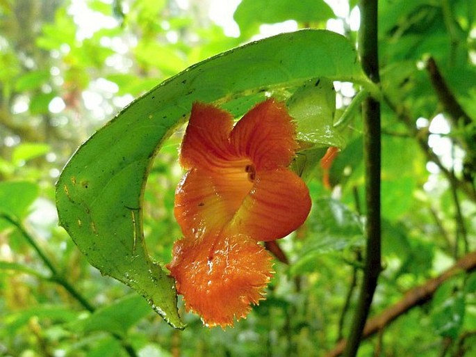 Drymonia rubra