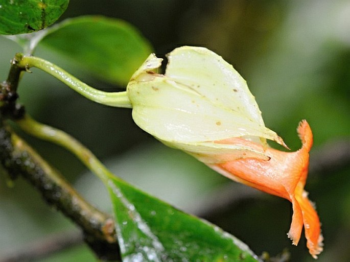 Drymonia rubra