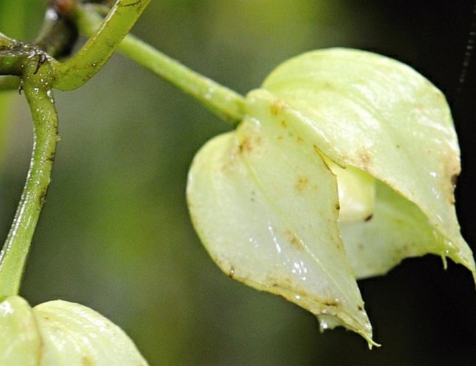 Drymonia rubra