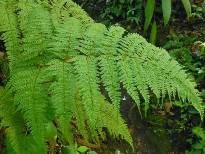 DRYOPTERIS PSEUDOCAENOPTERIS (Kunze) Li Bing Zhang - kapraď / papraď