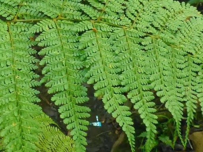 Dryopteris pseudocaenopteris