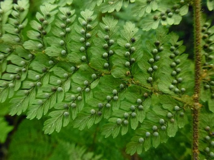 Dryopteris pseudocaenopteris