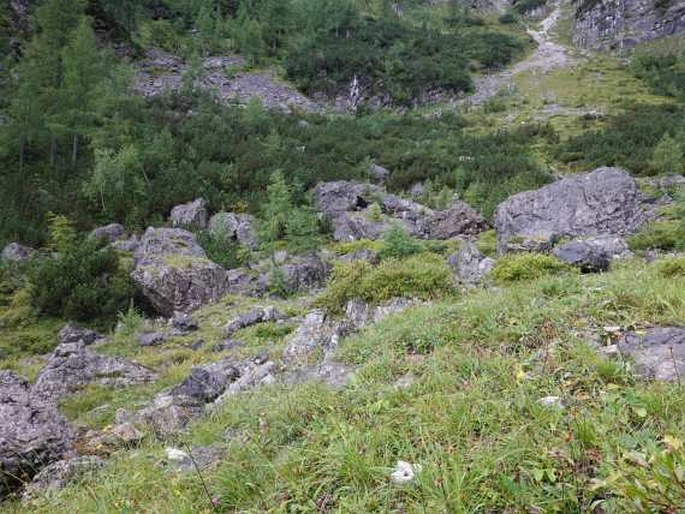 Dryopteris villarii