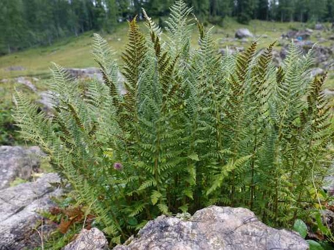 Dryopteris villarii