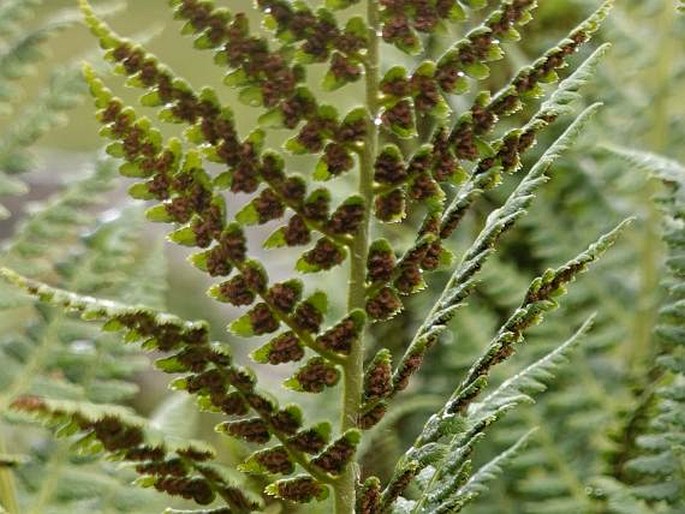 Dryopteris villarii