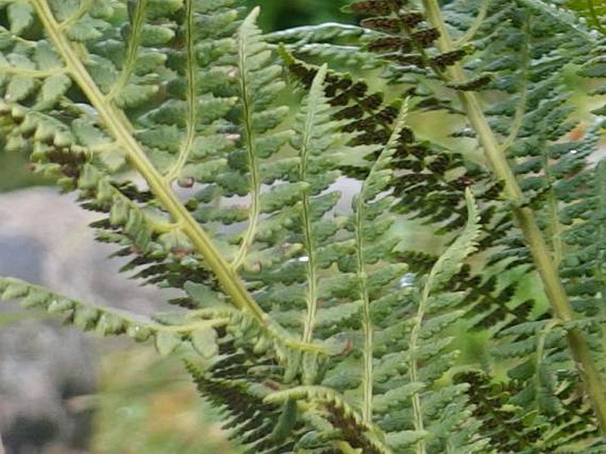 Dryopteris villarii