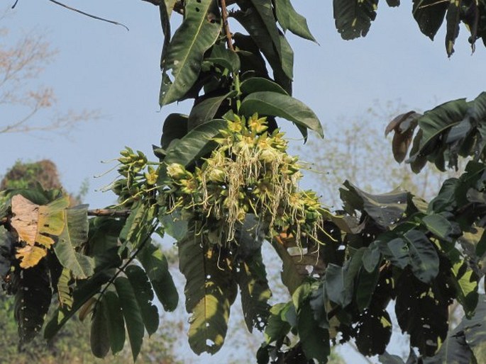 DUABANGA GRANDIFLORA (Roxb. ex DC.) Walp.