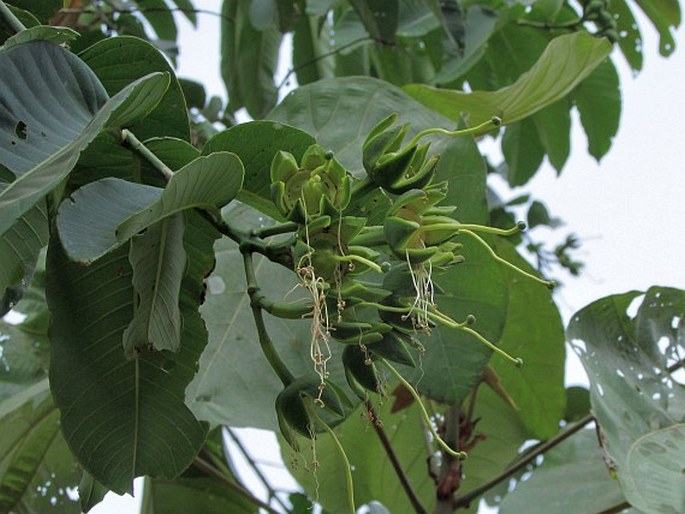 Duabanga grandiflora