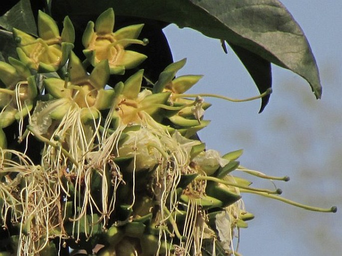 Duabanga grandiflora