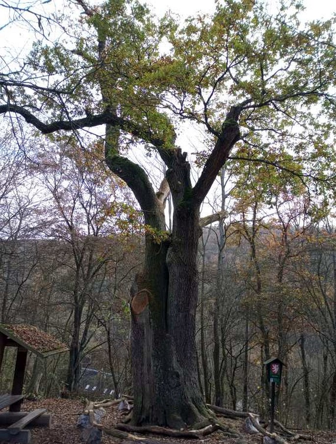 Dub sedmi bratří (Dub u dvou bratří) u Karlštejna