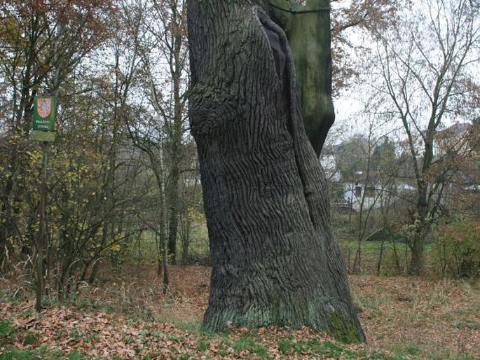 Duby u Velkého rybníka v Plzni