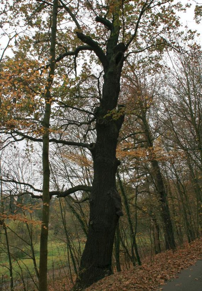 Duby u Velkého rybníka v Plzni