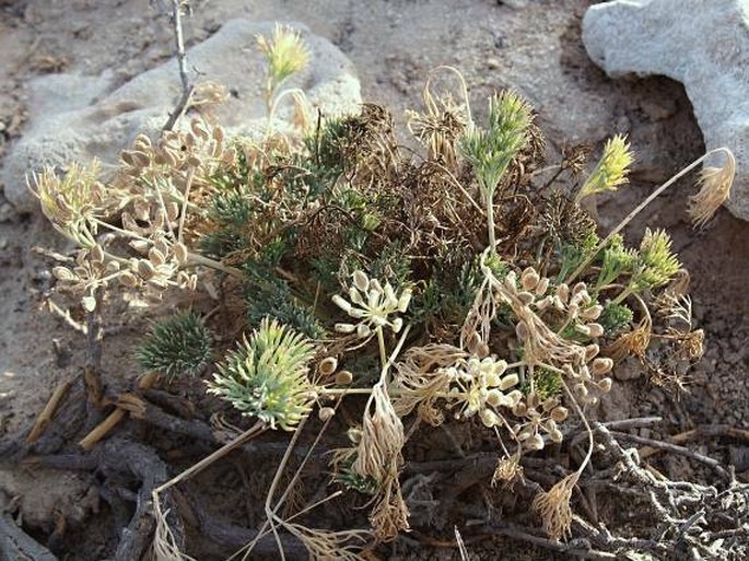 Ducrosia anethifolia