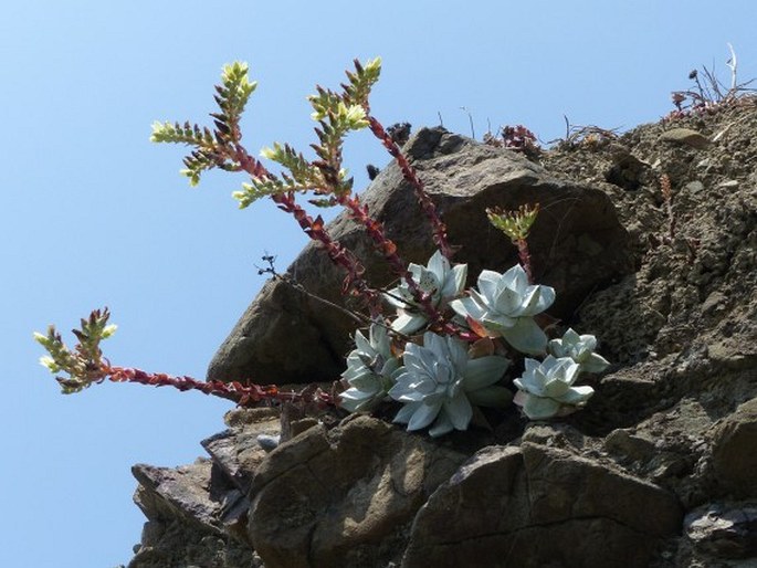 Dudleya farinosa