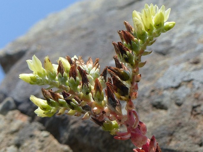 Dudleya farinosa