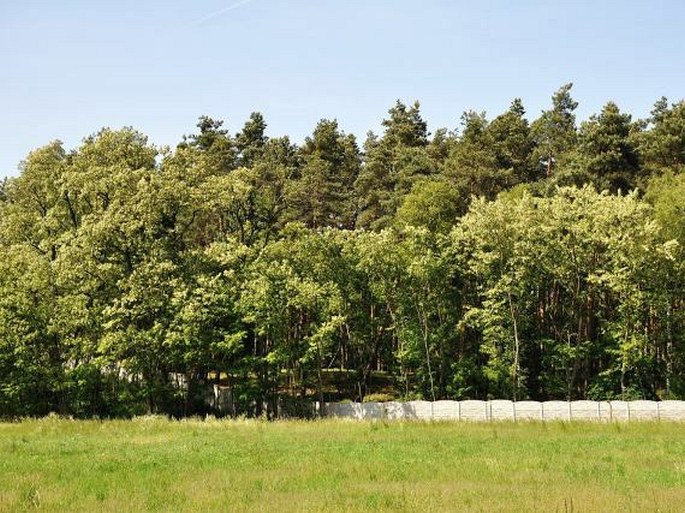 Pardubické Polabí, Duny u Sváravy – přírodní rezervace