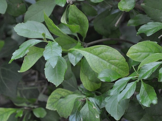 Duranta erecta